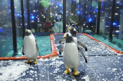 海狮企鹅表演