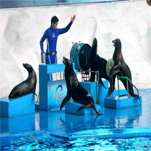 海狮企鹅表演