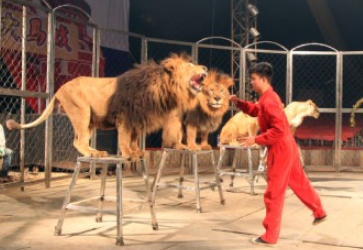 狮子表演